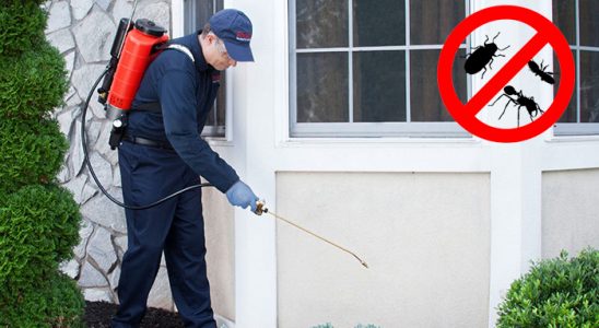 Pendik Kene İlaçlama böcek ilaçlama ve haşere kontrolü — ilaclama-tr.com